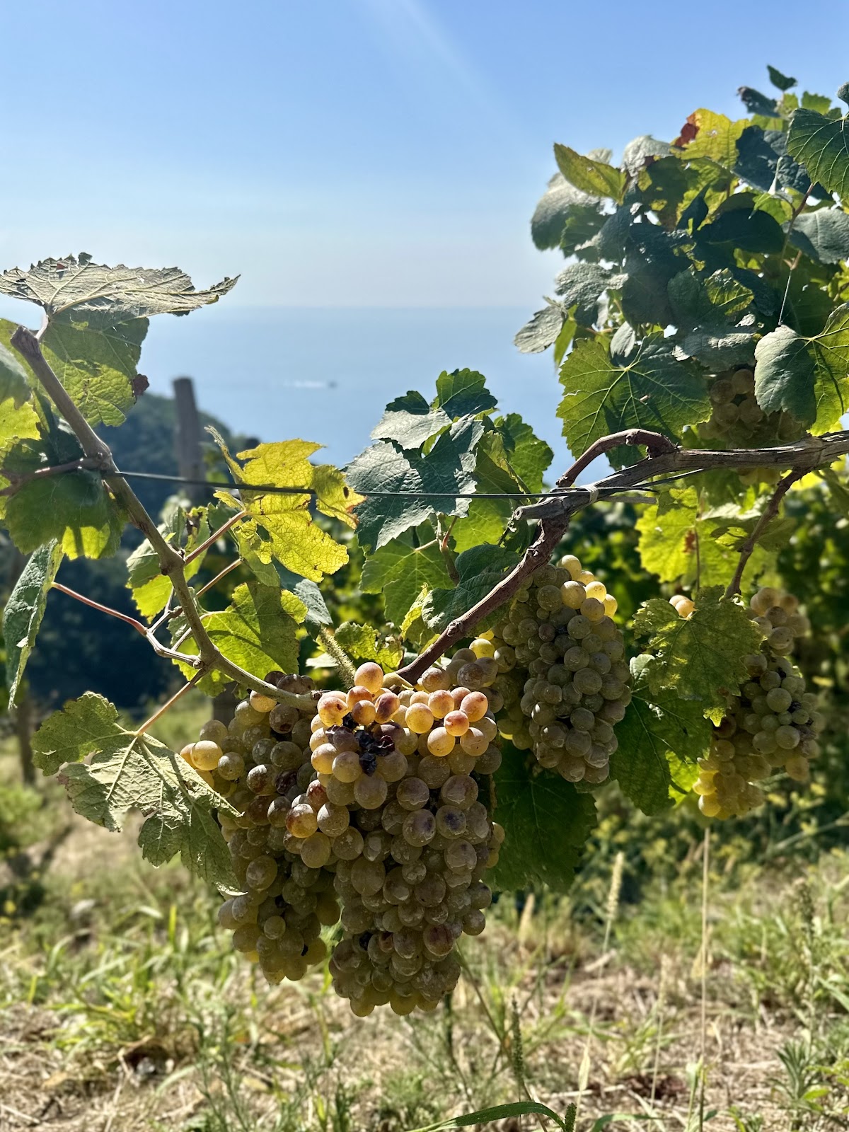 Azienda Agricola Biologica Raffaele Palma