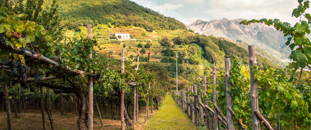 Società Agricola Cantine Giuseppe Apicella Srl — Ristorante a Salerno, Salerno