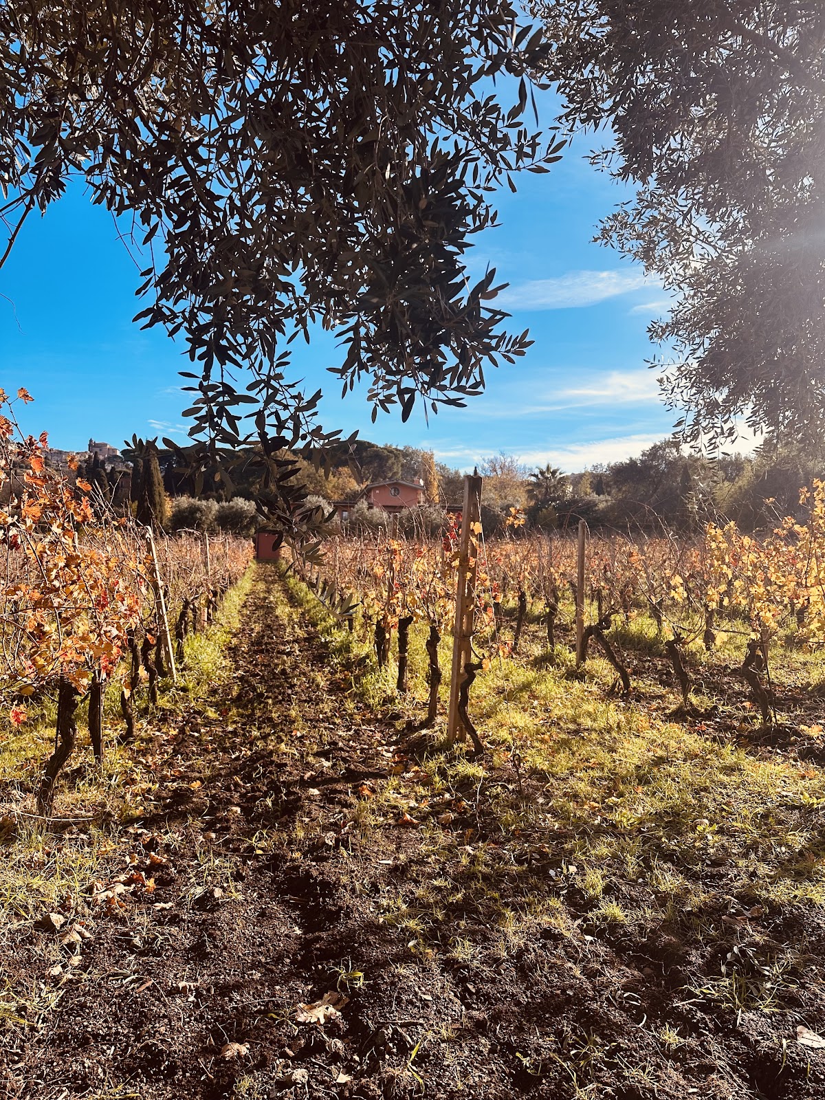 Cantine Santa Benedetta — Ristorante a Roma, Roma