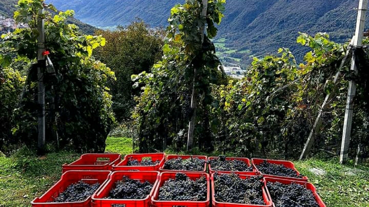 IndoVino - Az. Agr. Citterio Mattia