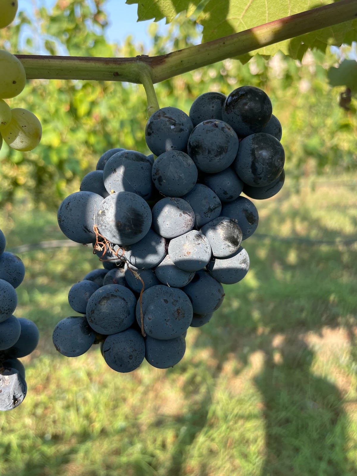 Azienda Agricola Cantavitae Vigneti e Cantina — Ristorante a Napoli, Napoli