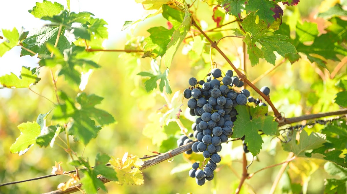 Oinoe La Città del Vino — Ristorante a Parma, Parma