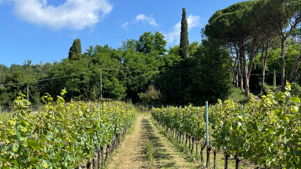 Inserrata Winery Organic Farm