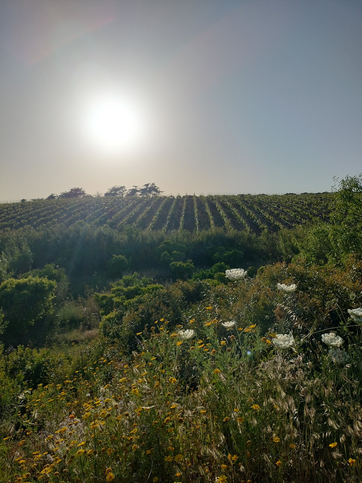Cantine Gabriele Palmas