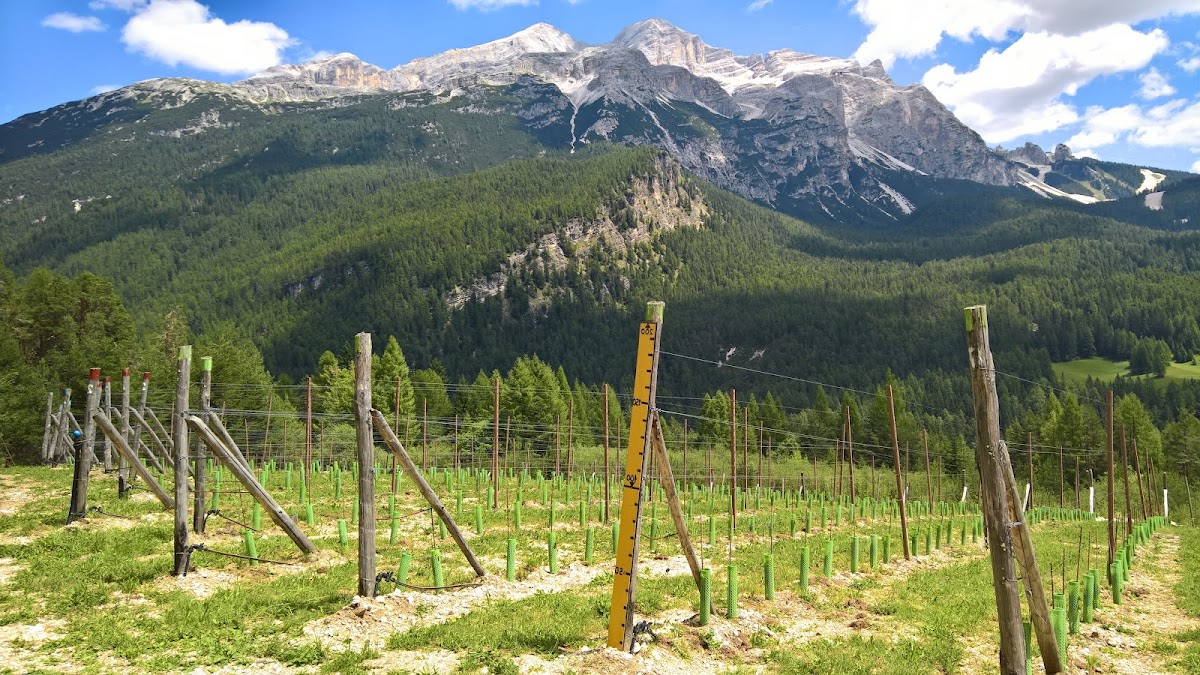 Il Vigneto Più Alto d'Europa — Ristorante a Cortina d Ampezzo, Belluno