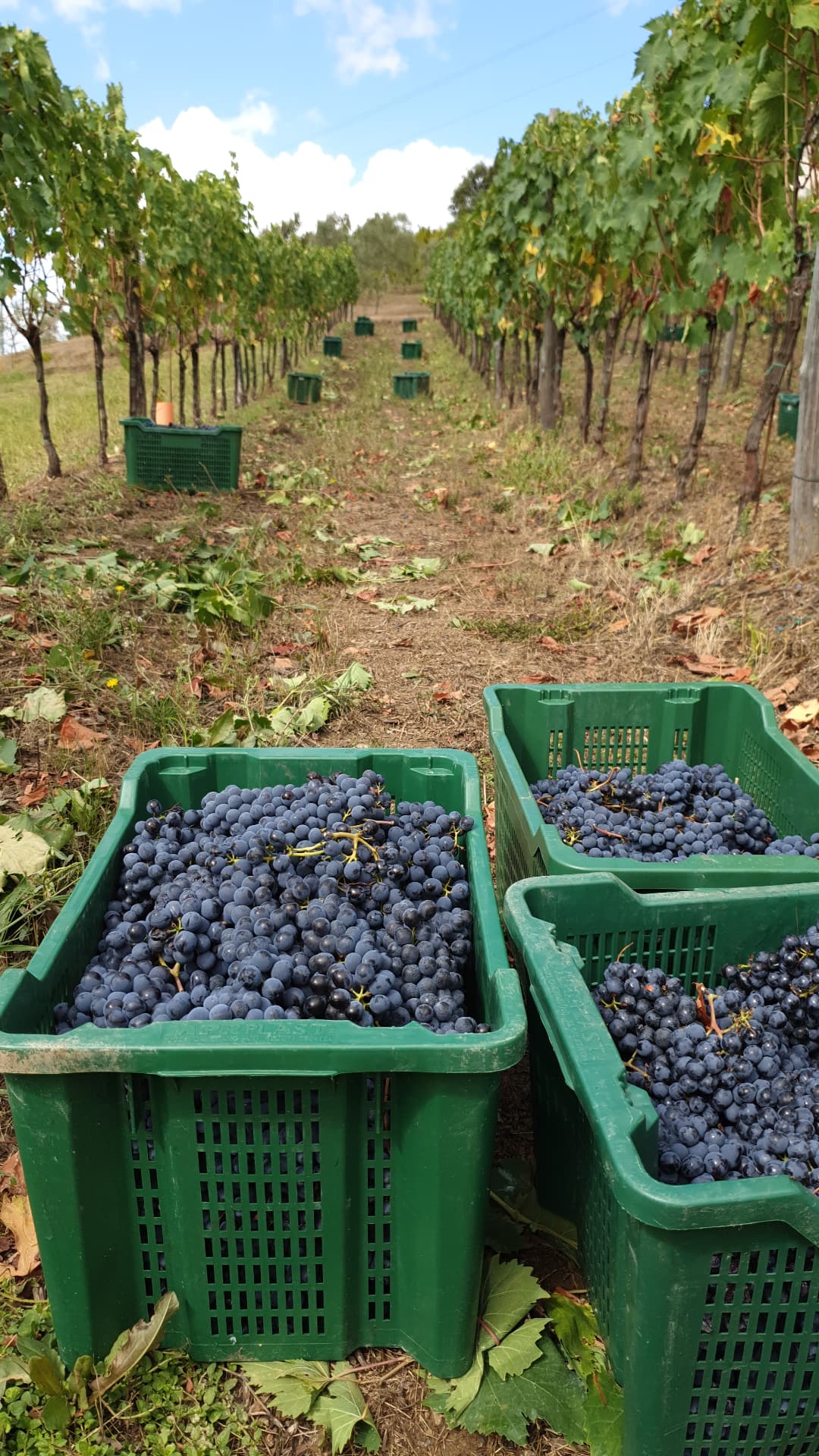 Azienda Agricola Cantina Giannecchini
