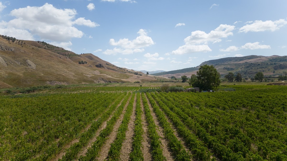 Azienda Agricola VELLA
