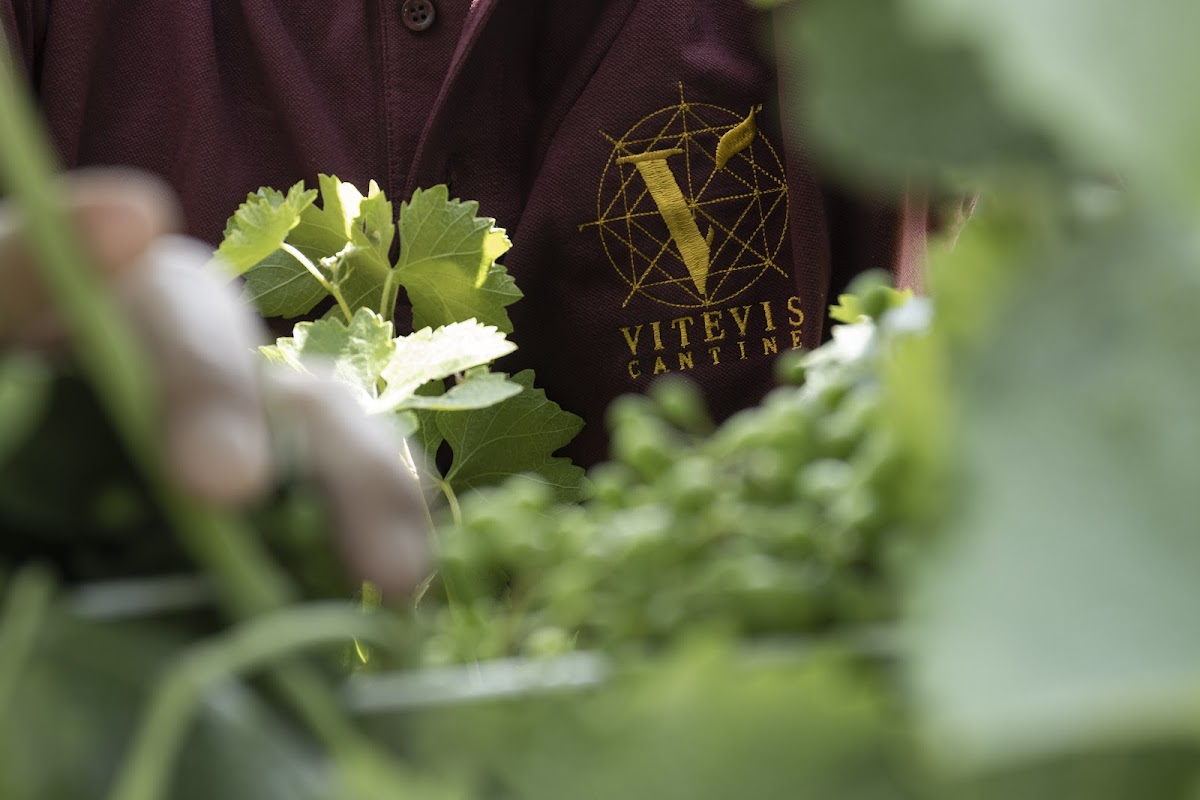 VITEVIS - Cantina Colli Vicentini - Wine Shop — Ristorante a Vicenza, Vicenza