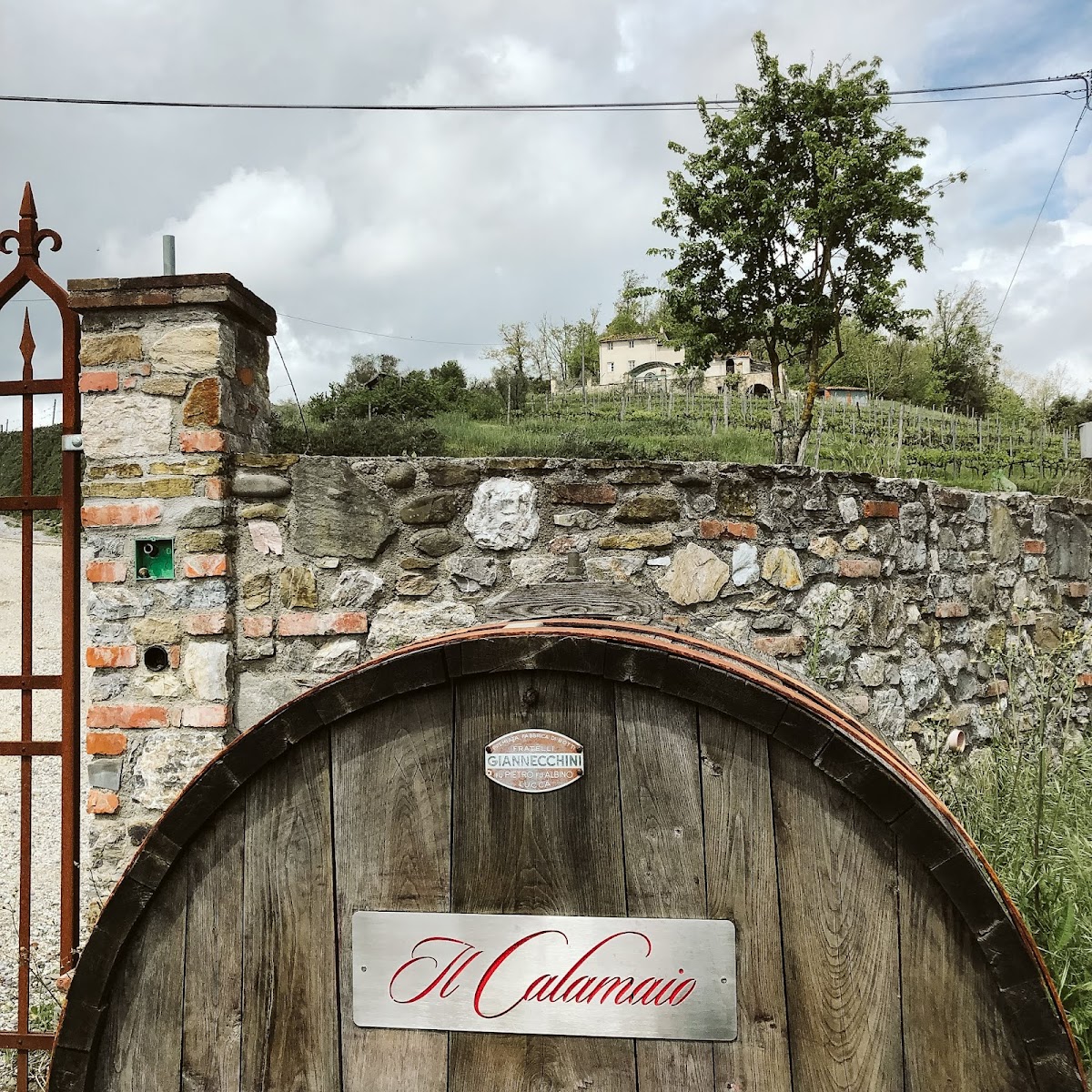 Azienda Agricola Il Calamaio — Ristorante a Lucca, Lucca