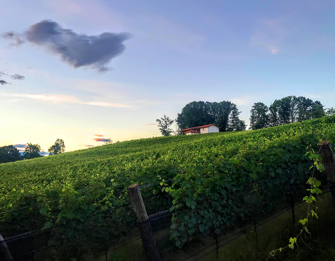 Cantine Cogo - Vini e Spumanti biologici — Ristorante a Orta San Giulio, Novara