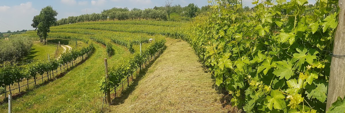 Bonfanti Vini S.R.L.