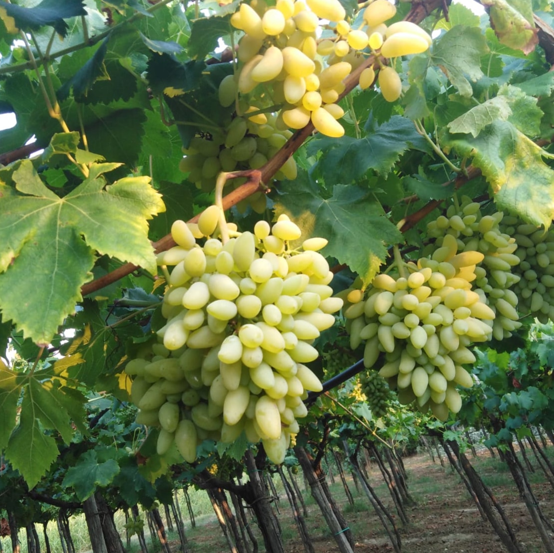 Antico Fondo Beneficio(azienda agricola Prisco — Ristorante a Salerno, Salerno