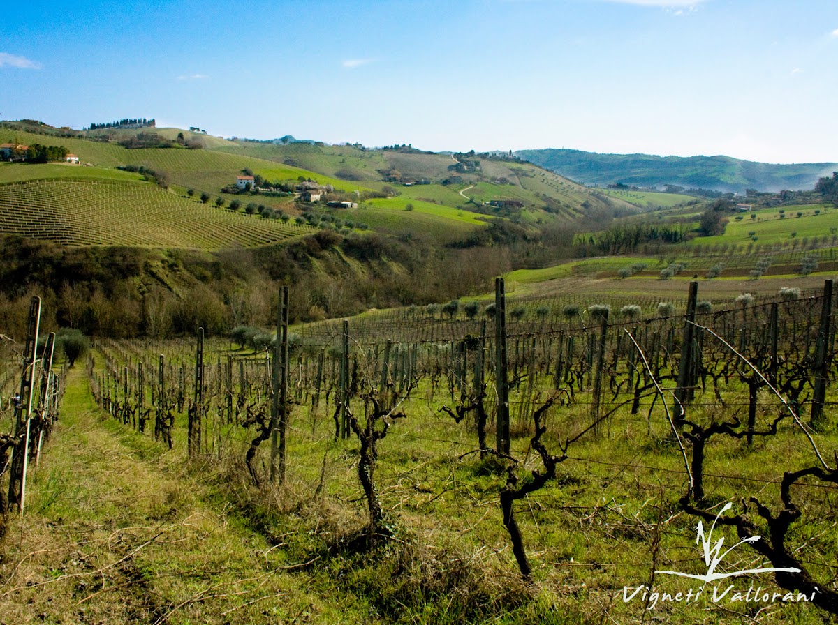 Vigneti Vallorani — Ristorante a Ascoli Piceno, Ascoli Piceno