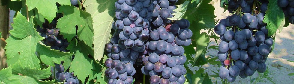 Azienda Vinicola Mattarelli — Ristorante a Ferrara, Ferrara