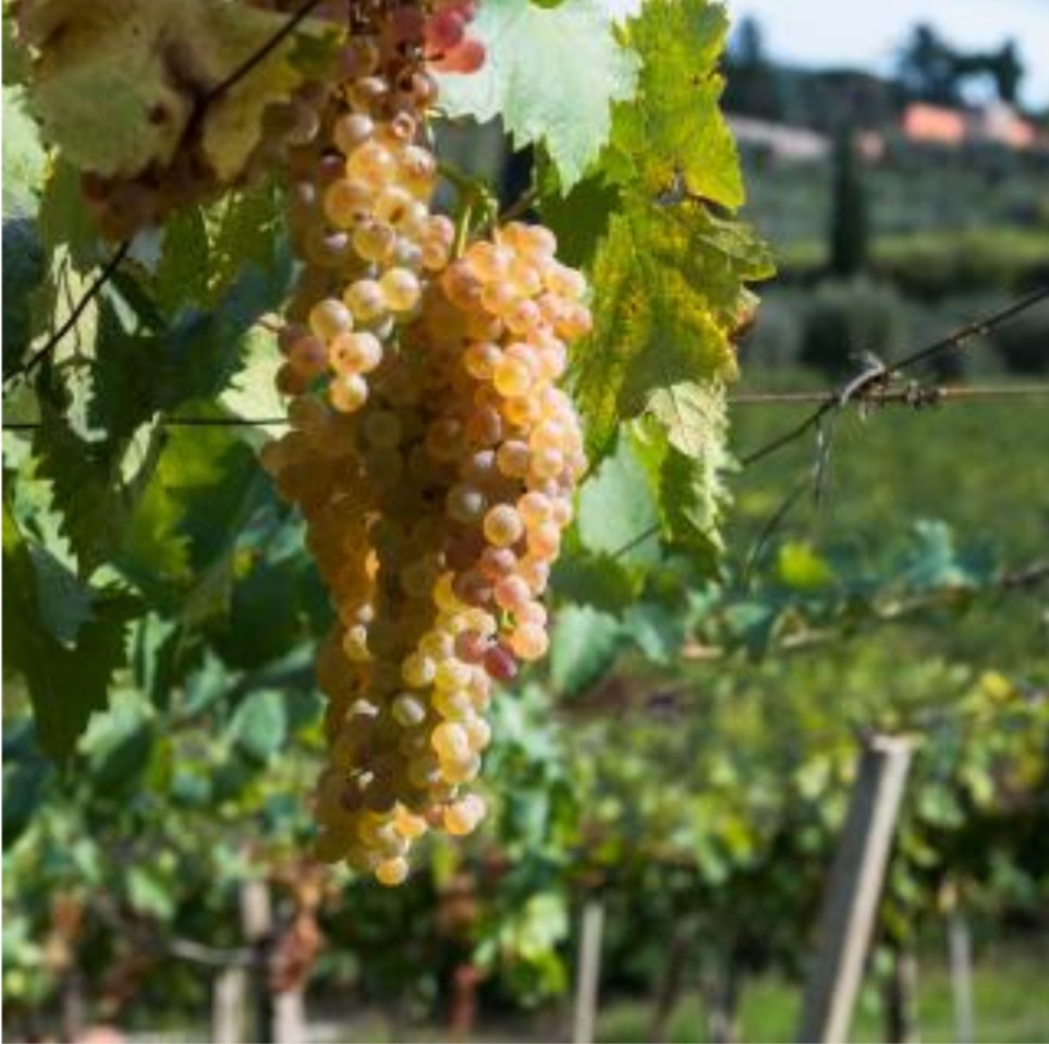 Cantina Ribelà