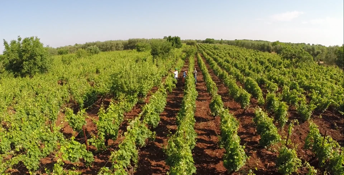 Azienda Agricola Tenute Chiaromonte (Nuova Cantina) — Ristorante a Bari, Bari