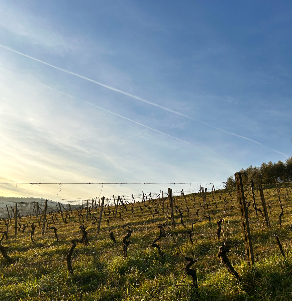 Cantina Biagiotti