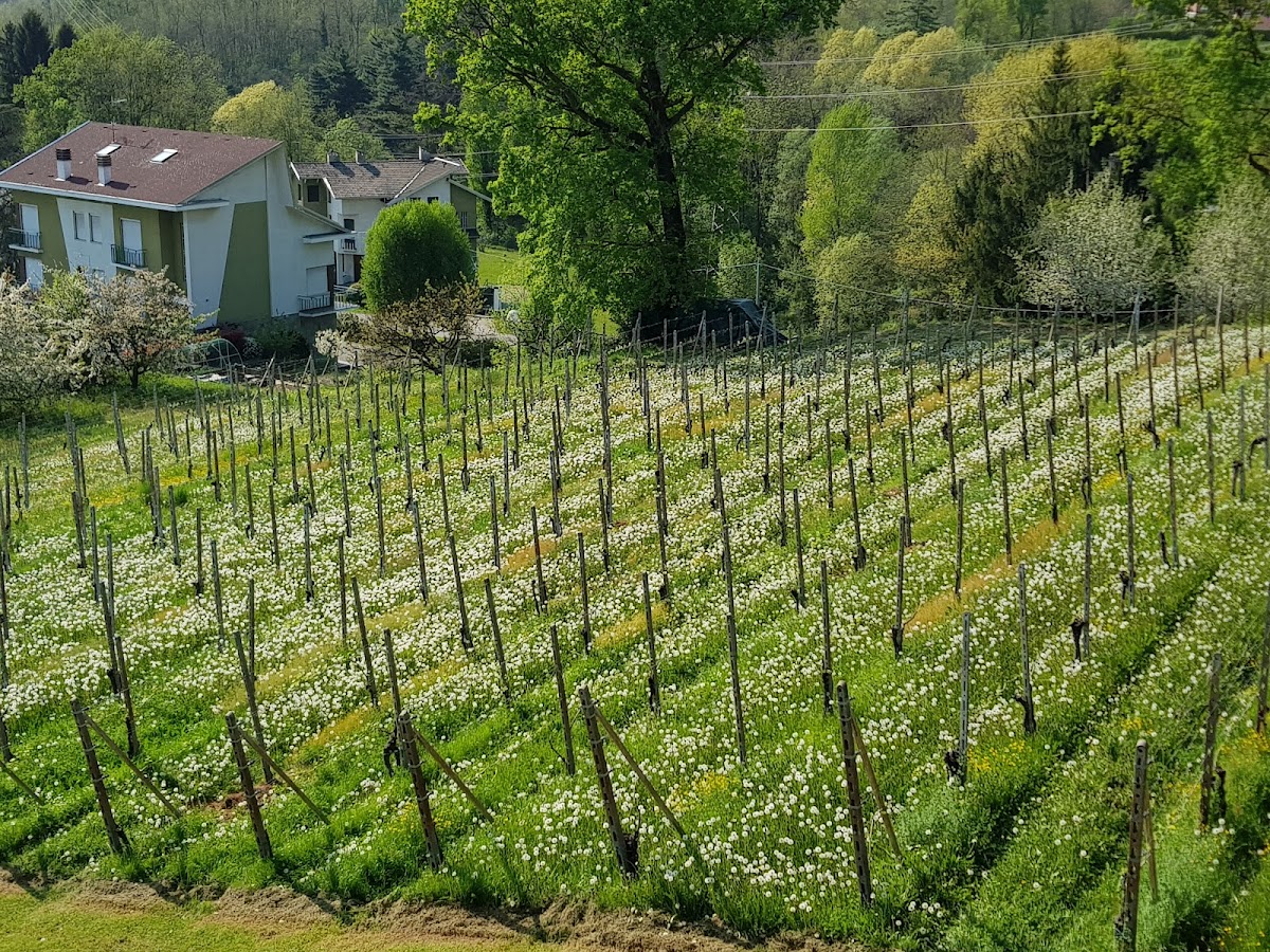 Azienda vinicola Massimo Clerico