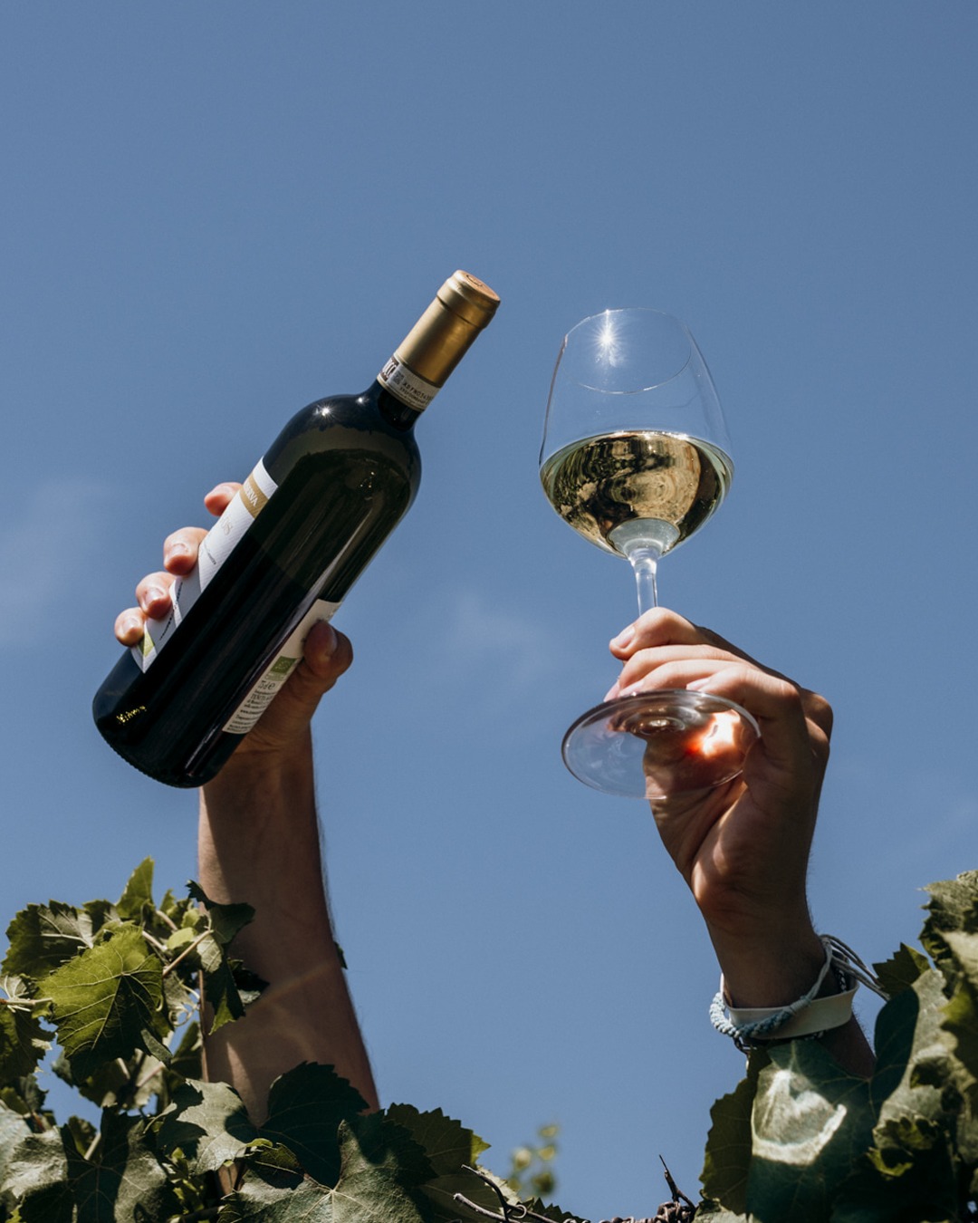 Tenuta La Riserva - Vini biologici Organic Wines — Ristorante a Ascoli Piceno, Ascoli Piceno