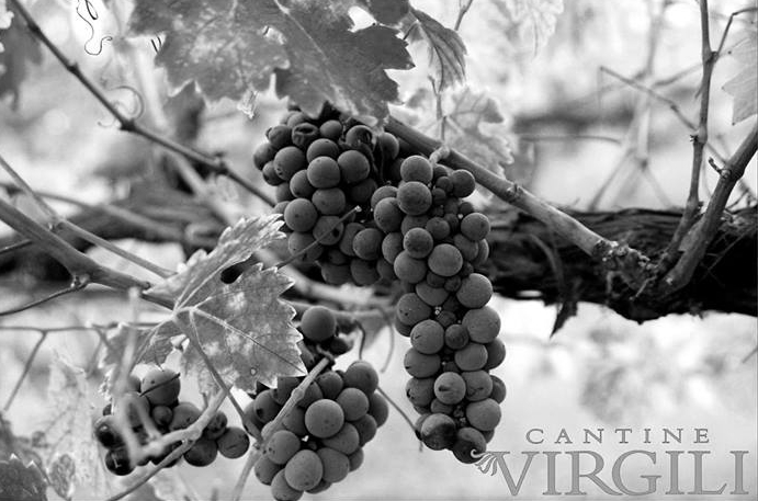 Cantine Virgili 🍷 — Ristorante a Mantova, Mantova