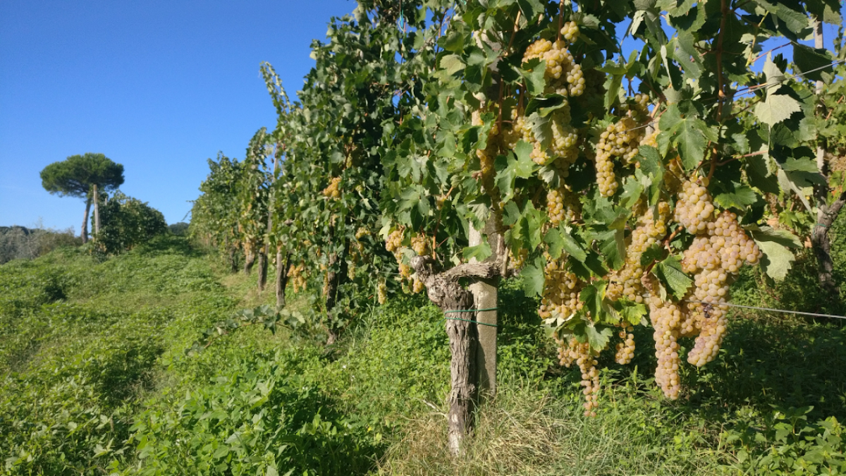Azienda Agricola Fausto Andrea — Ristorante a Orvieto, Terni