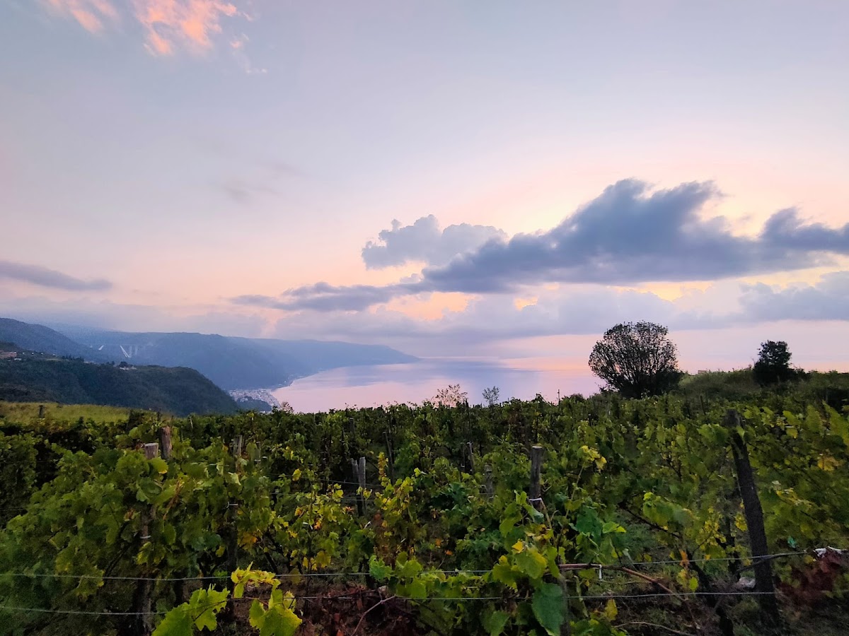 VIGNAIOLI A CERAMIDA DI BAGNARA CALABRA
