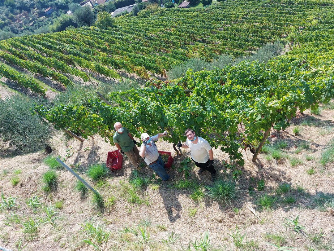 Azienda Agricola Le Canne