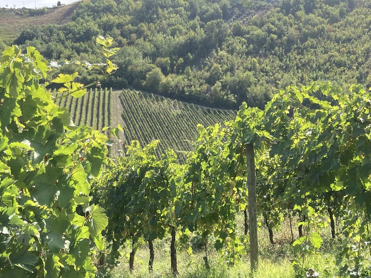 Azienda Vitivinicola Pantaleone di Federica Pantaleone — Ristorante a Ascoli Piceno, Ascoli Piceno