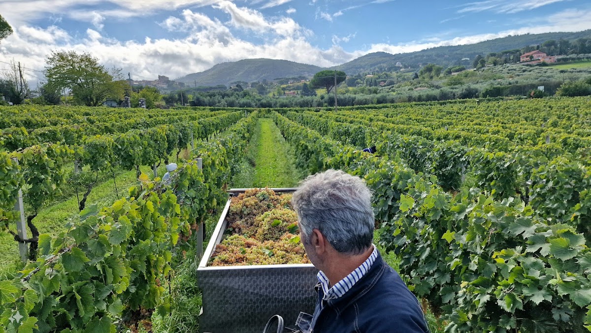 Azienda Agricola l'Olivella