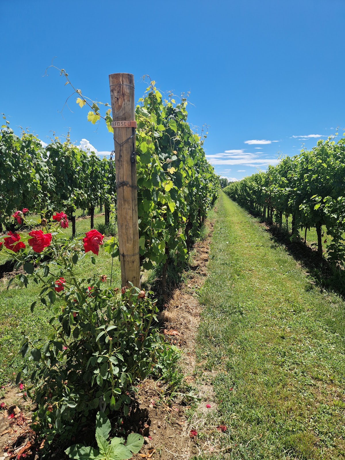 BORGO CLAUDIUS - Cantina vinicola e Agriturismo a Clauiano (UDINE) — Ristorante a Palmanova, Udine