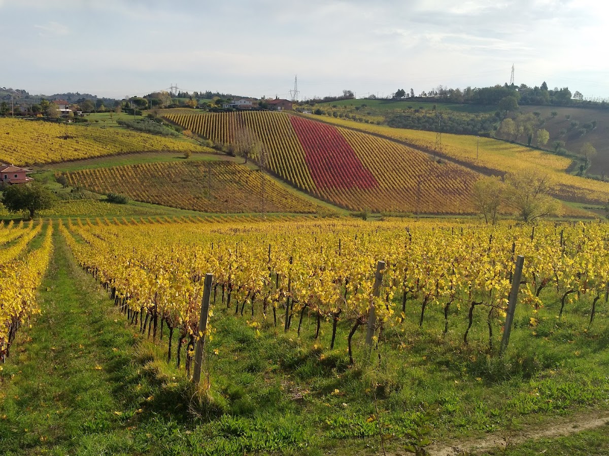 Cretaia Società Agricola — Ristorante a Rimini, Rimini