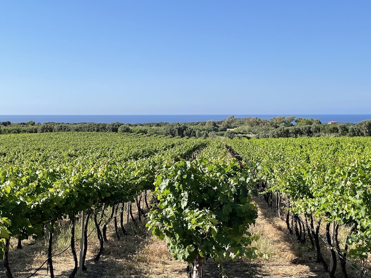 Cantina Ligios - Winery — Ristorante a Sassari, Sassari
