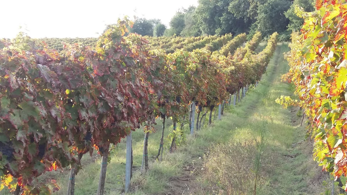 Tenuta Conte Lucangeli — Ristorante a Macerata, Macerata