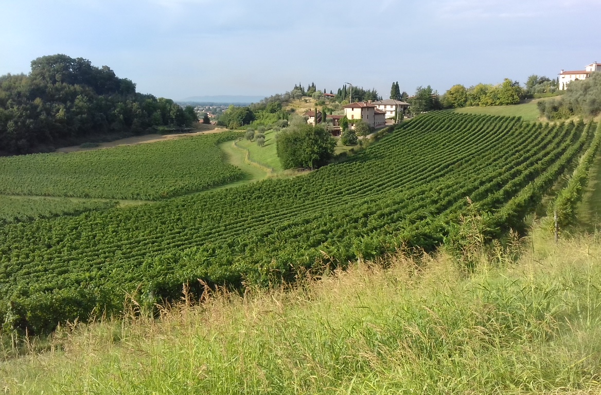 Vigneto Due Santi — Ristorante a Bassano del Grappa, Vicenza