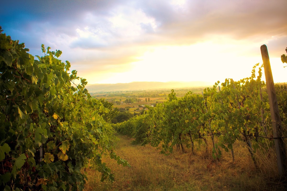 Cantina Tili Vini Bio