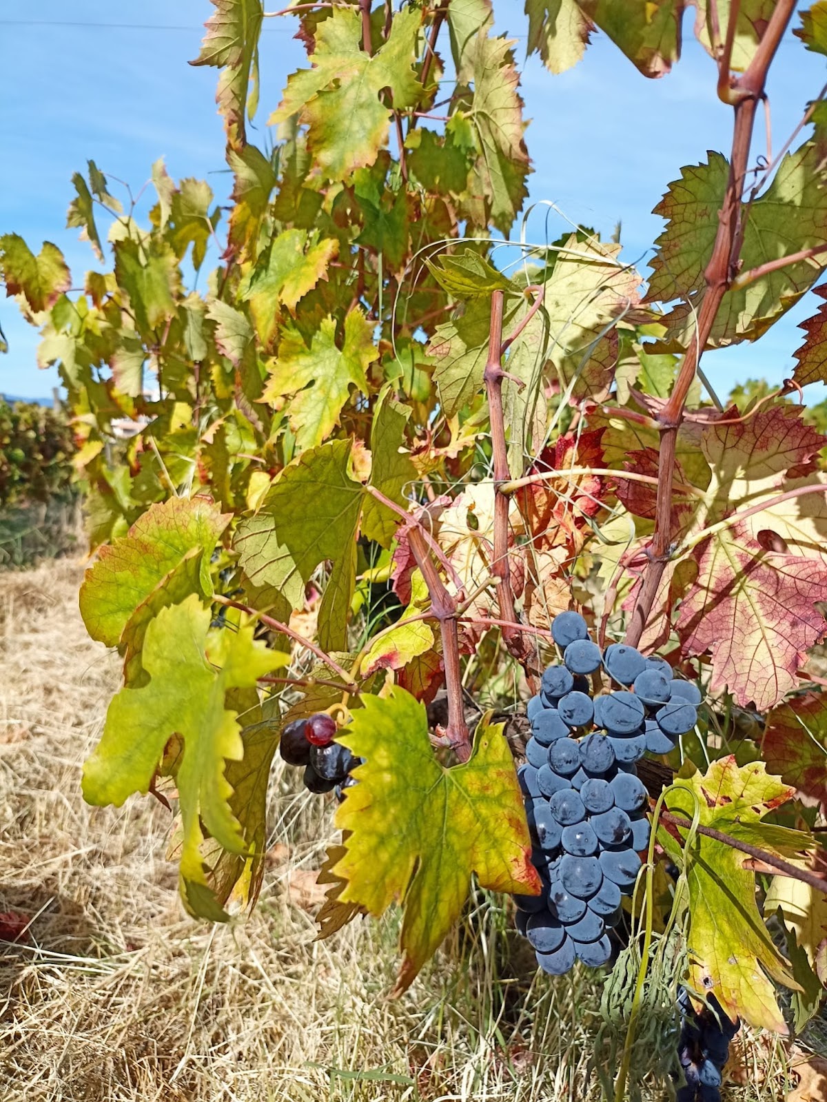 Azienda Agricola U Farau