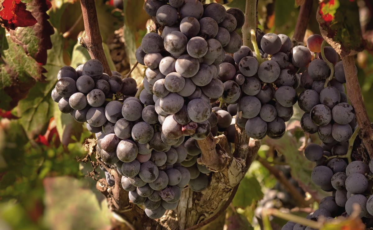 Vallone Società Agricola — Ristorante a Lecce, Lecce