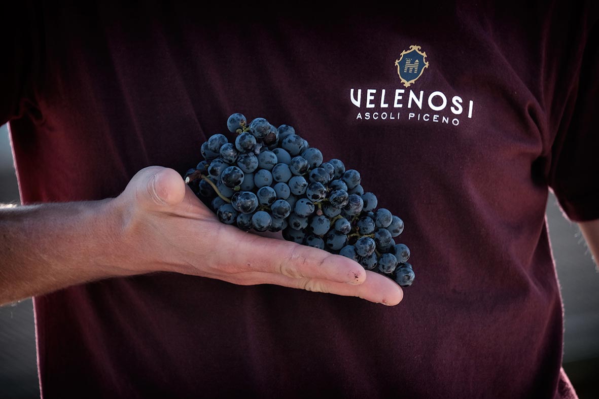 Velenosi Vini — Ristorante a Ascoli Piceno, Ascoli Piceno