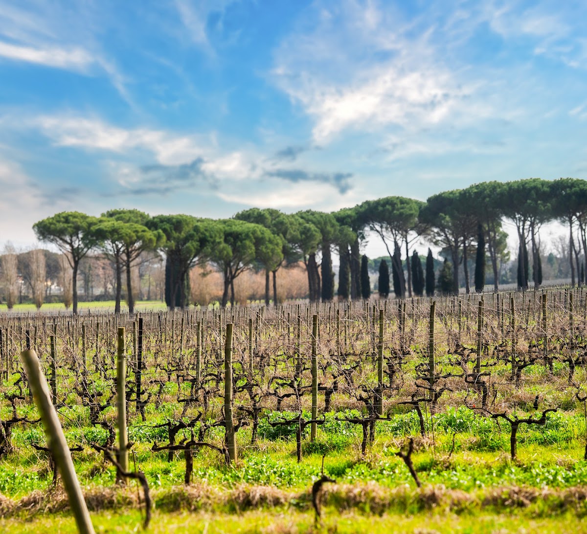 Fattoria del Teso - Wine Tasting & Winery Lucca — Ristorante a Lucca, Lucca