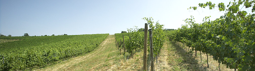 Ariola Vigne e Vini S.r.l — Ristorante a Parma, Parma