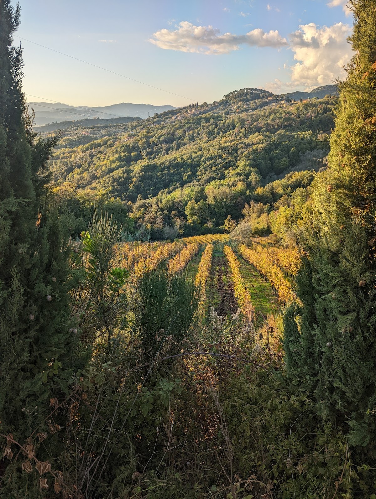 Azienda Agricola Pascale Francesca