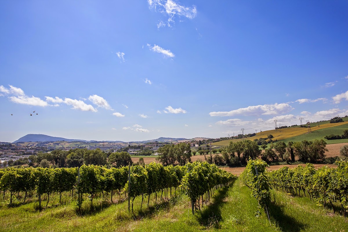 Marchetti Wines — Ristorante a Ancona, Ancona