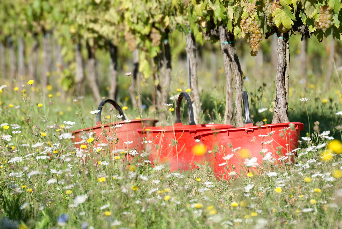 Consorzio del Vino Vernaccia di San Gimignano — Ristorante a San Gimignano, Siena