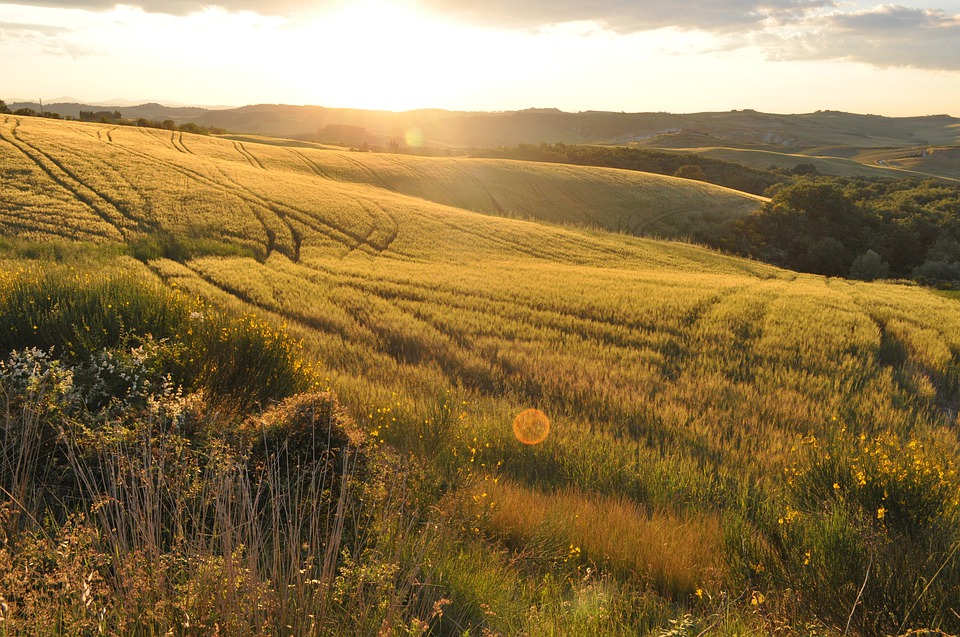 Maccari Montalcino / Pura Crocus