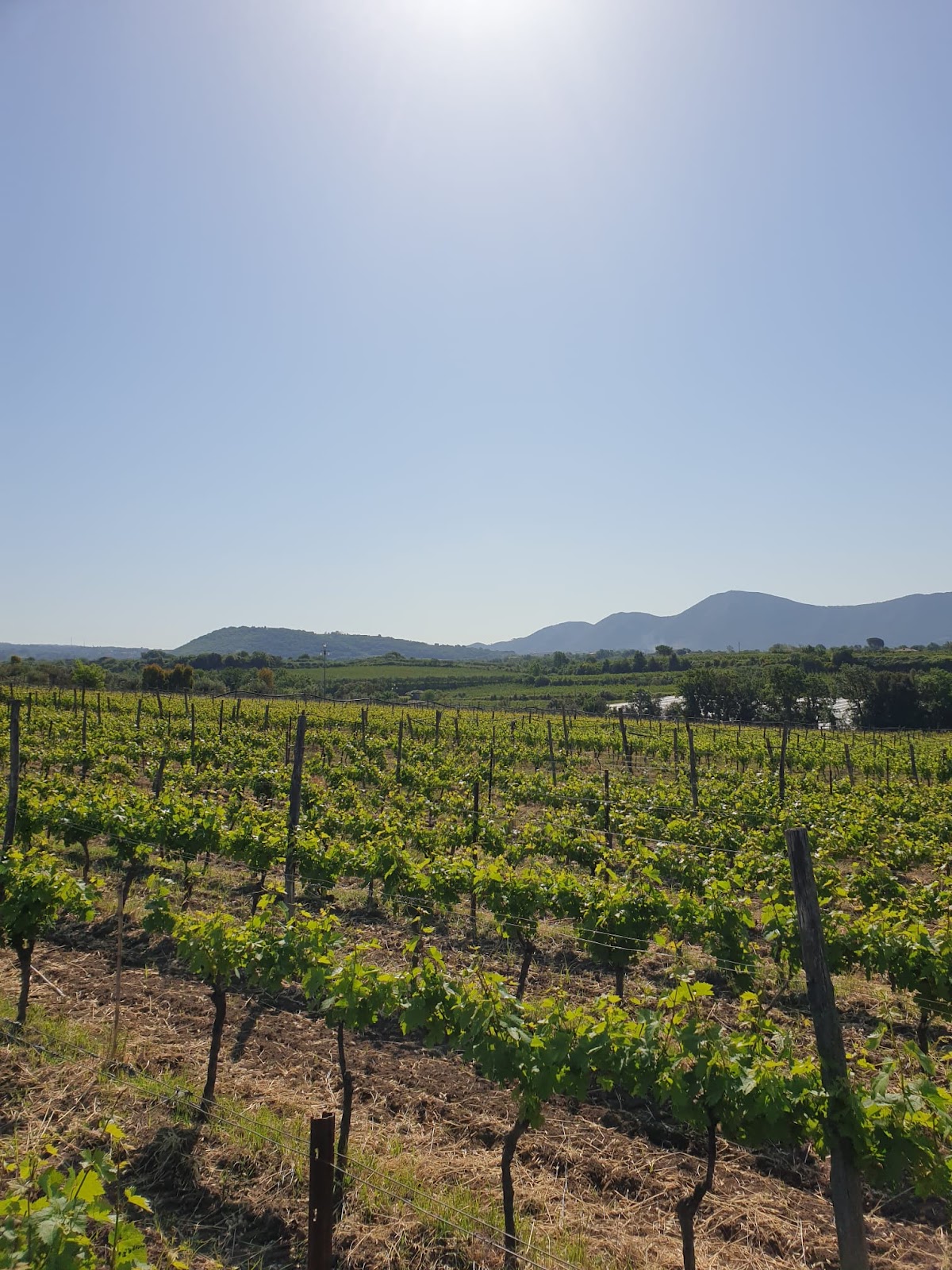 Azienda Vitivinicola Tenuta Maiurino, Produttori di vino Campano, Produttori di vino Primitivo, Aglianico, Greco e Fiano — Ristorante a Napoli, Napoli
