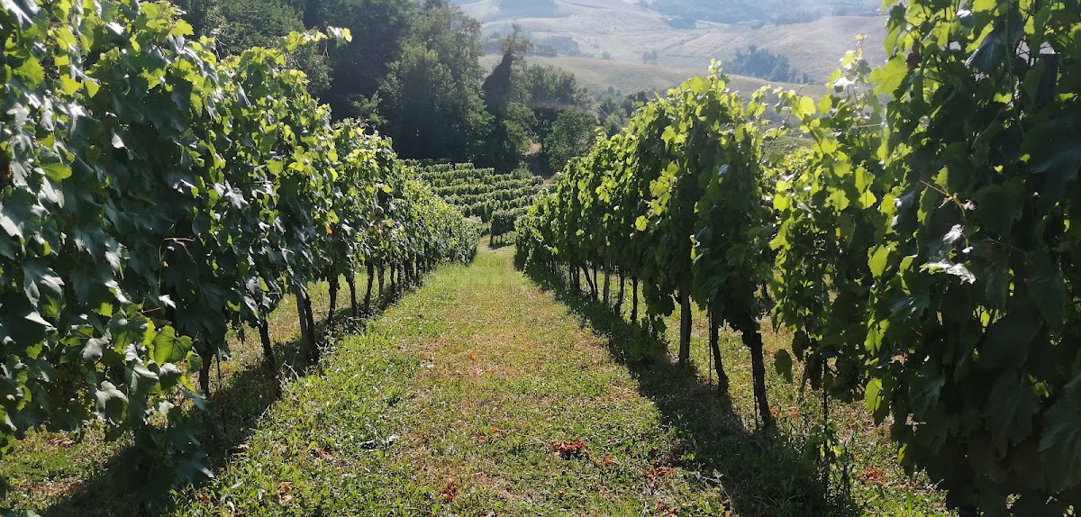 La Bandina Traditional Wines — Ristorante a Parma, Parma