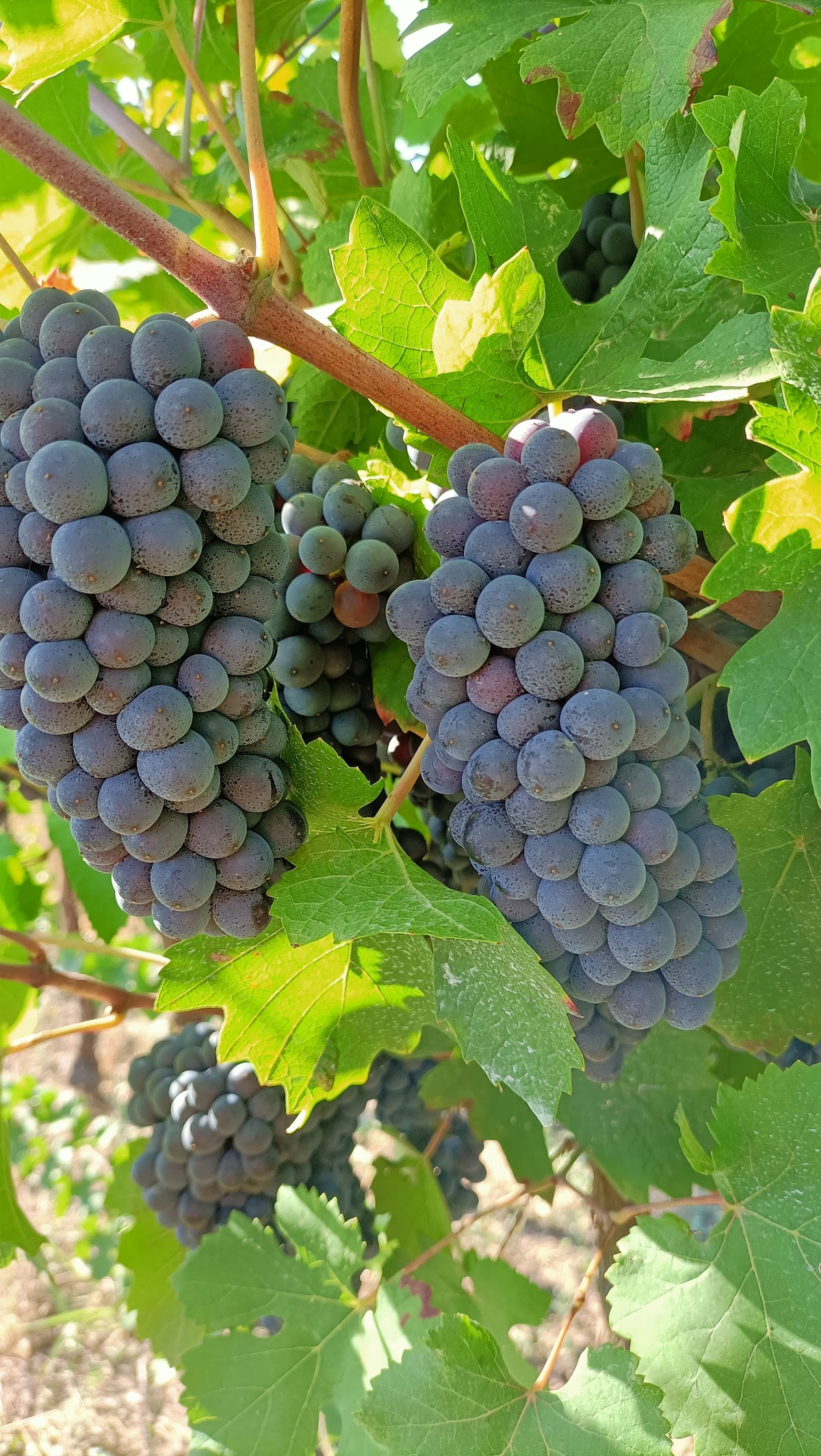 Cantine Baraldi - Vendita e produzione vino on line — Ristorante a Ferrara, Ferrara