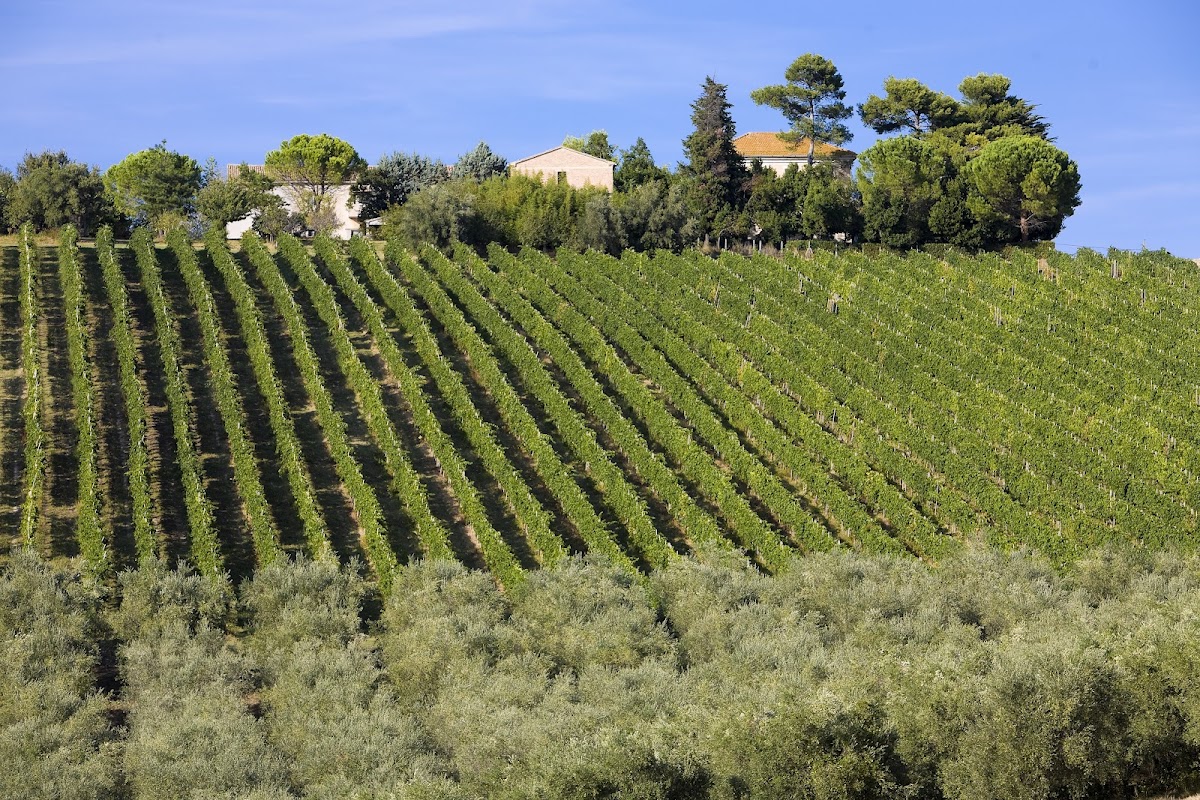 Piantate Lunghe Società Semplice Agricola — Ristorante a Ancona, Ancona