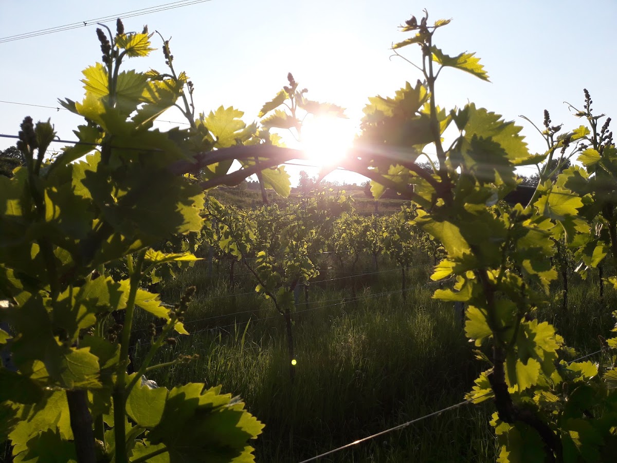 Azienda Agricola Ca' Duso — Ristorante a Vicenza, Vicenza