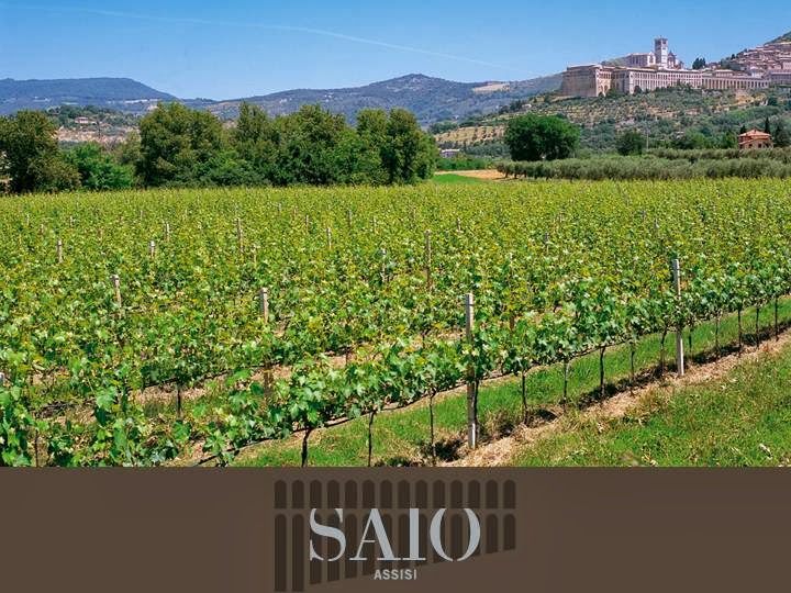 Cantina SAIO Assisi Degustazione vino, olio e prodotti tipici — Ristorante a Assisi, Perugia